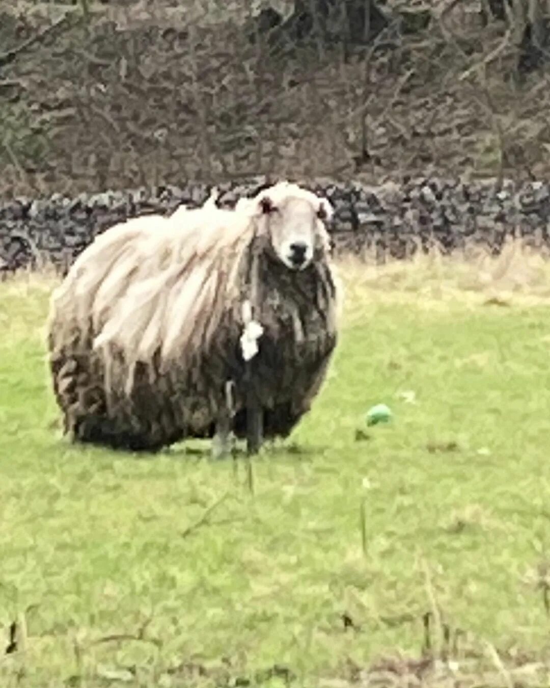 Hair sheep steam фото 45