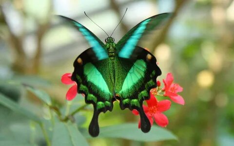 Emerald Swallowtail, flapping wings Emerald Swallowtail (P. 