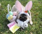 Nice Easter Pug - фото и обои. Красивое изображение "Nice Ea