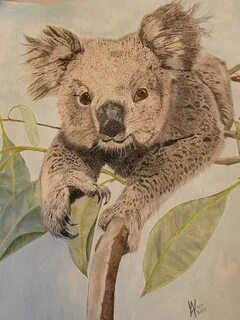 A Cute Koala Bear Painting by Alan Webb Fine Art America