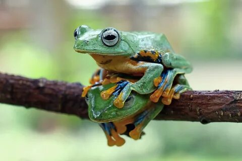Animal Frog HD Wallpaper Background Image.