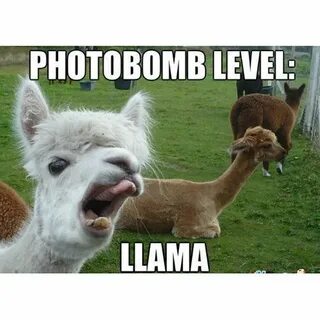 The 9 Funniest Llama Memes: Kendrick Llama, Llama Del Rey, a