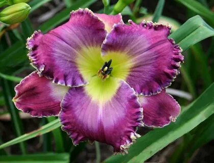General Listing: A - E - Windyhill Daylily Garden