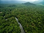 Леса Амазонии (75 фото)