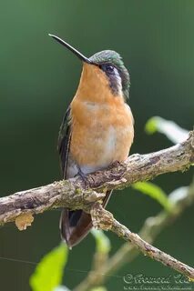 2016 Costa Rica 2: Hummingbirds - Traveler @ Home