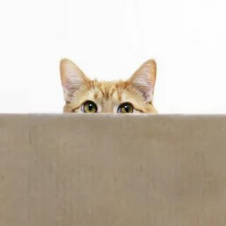 Curious cat looking from behind a box. Cats, Orange cat, Pee