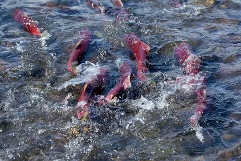 Salmon Fishes Spawning Close Up in Mountain River Stock Imag