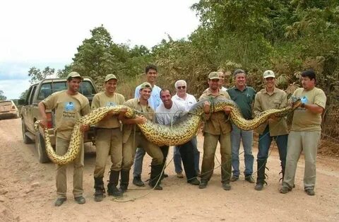 #Huge #Anaconda #Snake Giant animals, Green anaconda, Larges