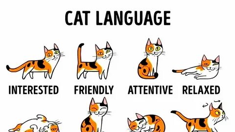 How to Understand Your Cat Better Cat language, Cat behavior