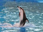 Красный Дельфин (52 фото)