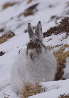 Majestic Snow Bunny - GIF on Imgur