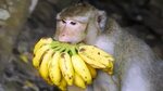 Monkey Eating Banana Monkey Vs Banana Cute Animals Kings Men