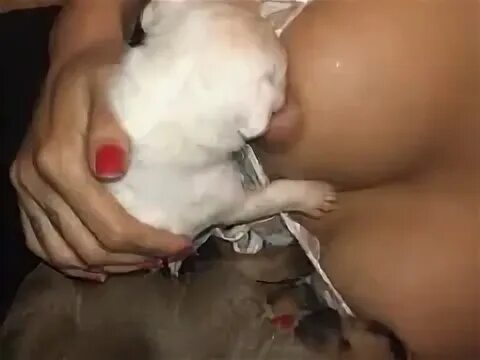 Vídeo de sexo mulher com cachorro