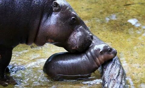 The Age on Twitter: "Melbourne Zoo's new baby hippo has his 