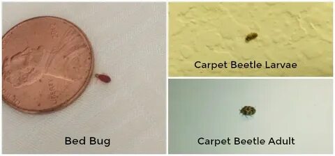 Difference Between Carpet Beetles And Bed Bugs