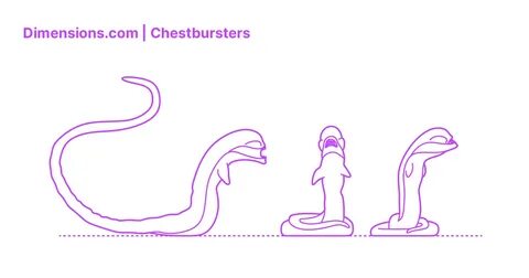 Chestbursters Dimensions & Drawings Dimensions.com
