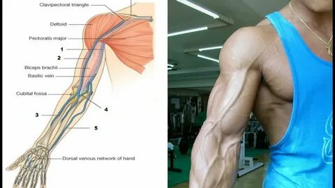 How to get the Bicep Vein - YouTube