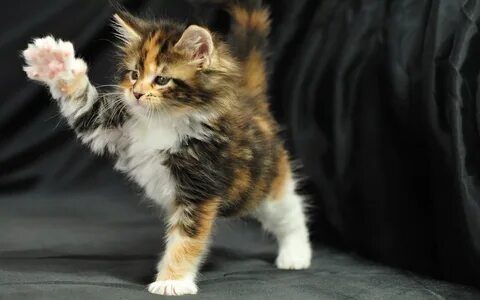 Обои Симпатичный маленький кот мейн-кун играет " Скачать кра
