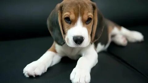 Beagle Pros and Cons of Owning a Beagle Beagle Size and Weig