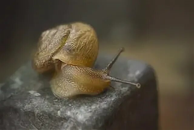 What Do Snails Eat? Leaves are Their Best Friends, Perhaps! 
