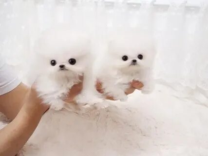 Tiny Crystal Pom puppies - Animals - Mililani - Hawaii - ann