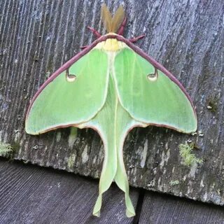 Luna Moth: Photos, Symbolism and a Poem