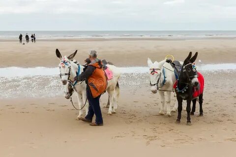 Donkeys on Blackpool Beach, Donkey Rides Stock Image - Image