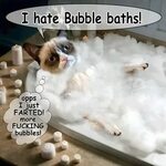 oopppsss more bubbles! haaa haaa Grumpy cat, Grumpy cat humo