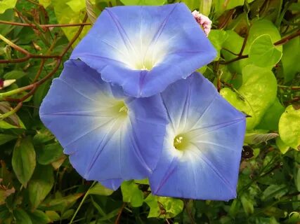 Morning Glory Flower Blossom - Free photo on Pixabay