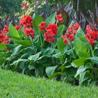 Amazon.com: canna bulbs giant