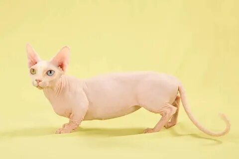 5 Hairless Cat Breeds that Can Definitely Steal Your Heart G
