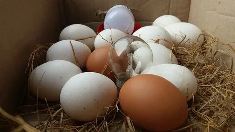 Homemade hatching eggs . Hatching Chicken Eggs - YouTube