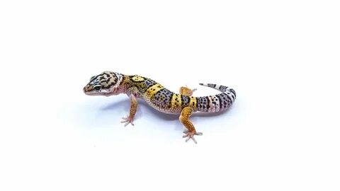 Leopard Geckos - Toronto Gecko Co.