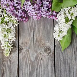 Download wallpaper background, tree, Board, Lilac, section f