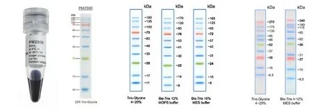 Invitrogen Benchmark Prestained Protein Ladder - Regular Ran