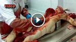 Women postmortem video How is human autopsy performed? Full 