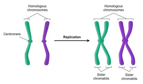 Chromosome Labeled Sister Chromatids - Ininja Thoughts