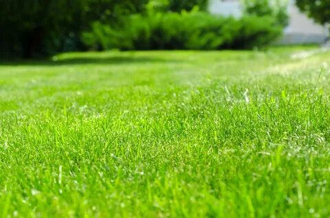 Lawn Care News Weed Control Tips Green Lawn Fertilizing