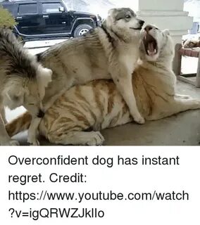 Overconfident Dog Has Instant Regret Credit Httpswwwyoutubec
