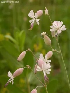 Tall Green Plant With Pink Flowers - Platanthera dilatata (T