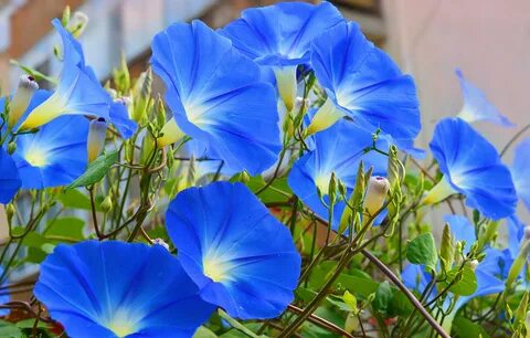 Скачать обои Цветочки, Ипомея, Morning Glory, Голубые цветы,