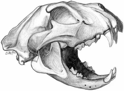 Cat Skull by brain-fork on deviantART Cat skull, Dog skull, 