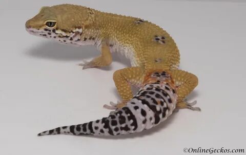 Leopard Gecko For Sale