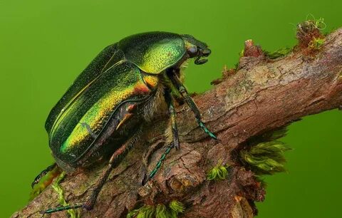 Tree Beetle - 68 photo