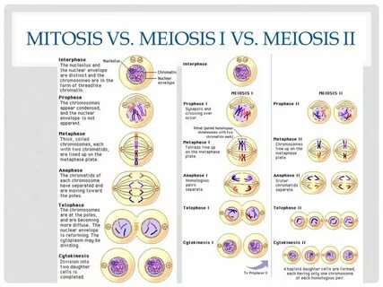 Meiosis 1 And 2 Comparison Related Keywords & Suggestions - 