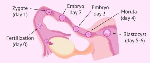 After ovulation, a woman can become pregnant during the third week of the m...