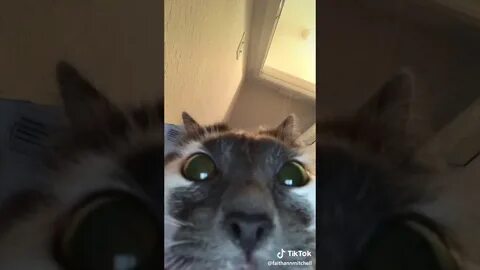 1 cat 1 Internet connection 1 FaceTime call - YouTube