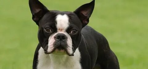 Boston Terrier Schnauzi.com