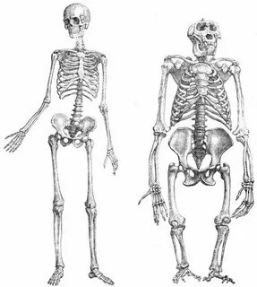 primate skeleton evolution - Google Search Drawings, Human a