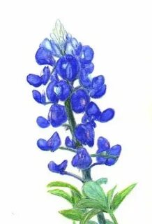 Bluebonnet Clip Art Flower painting, Blue bonnets, Floral il